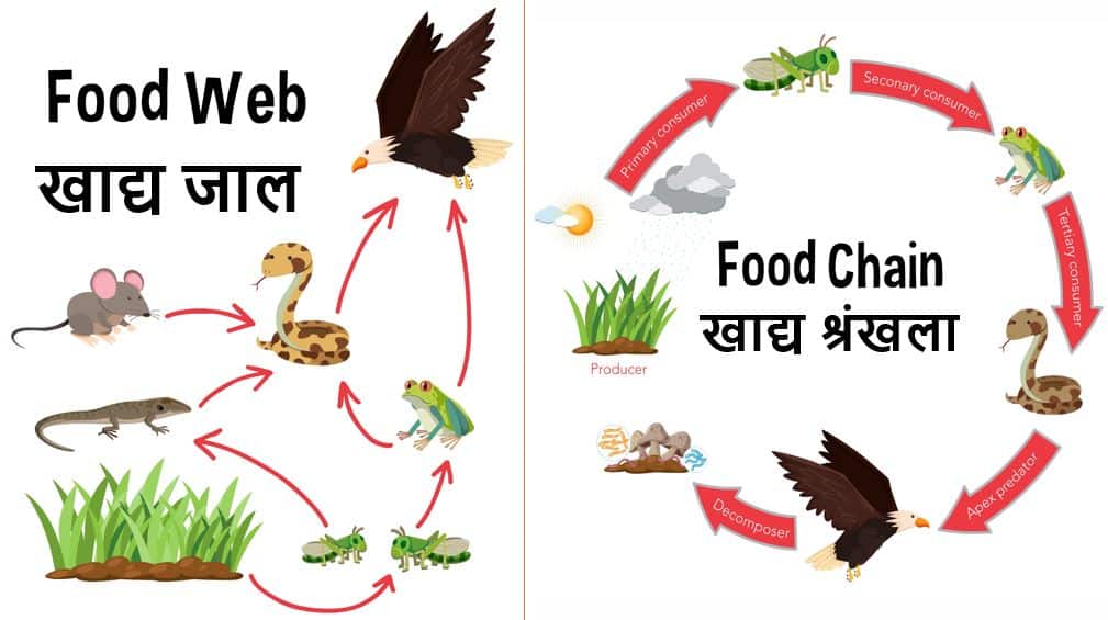 Food Chain And Food Web In Hindi food-chain-and-food-web-in-hindi