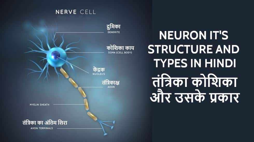 तंत्रिका कोशिका और उसके प्रकार Neuron It's Structure and Types in Hindi