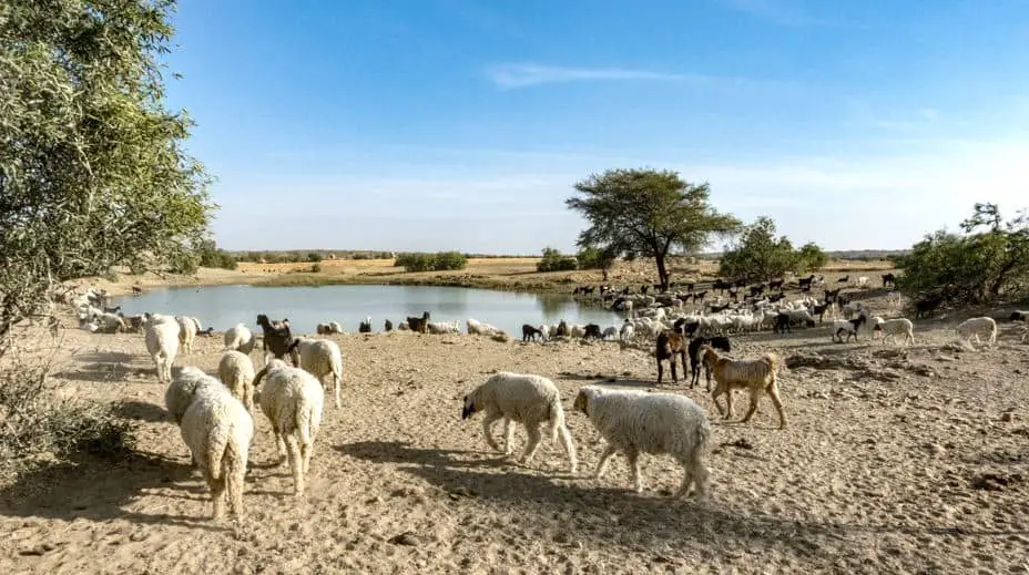 थार मरुस्थल - भारत का महान मरुस्थल Thar - The Great Indian Desert in Hindi