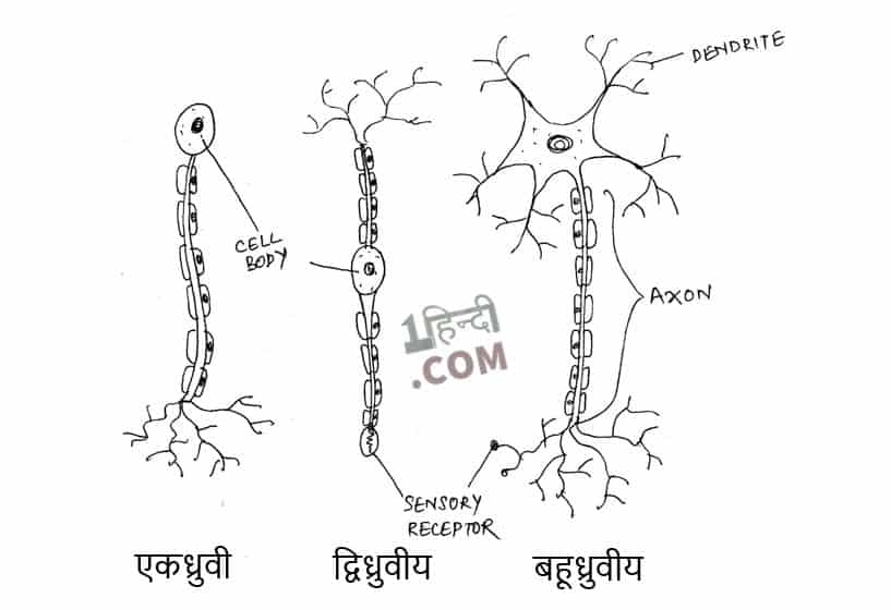 तंत्रिका कोशिका और उसके प्रकार Neuron It's Structure and Types in Hindi