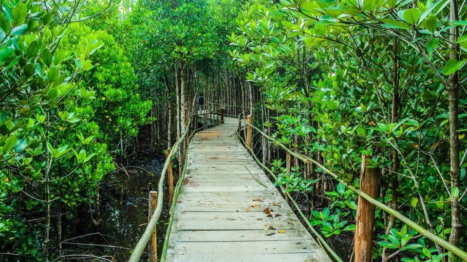 भारत में मैंग्रोव जंगल Mangrove Forests in India Hindi