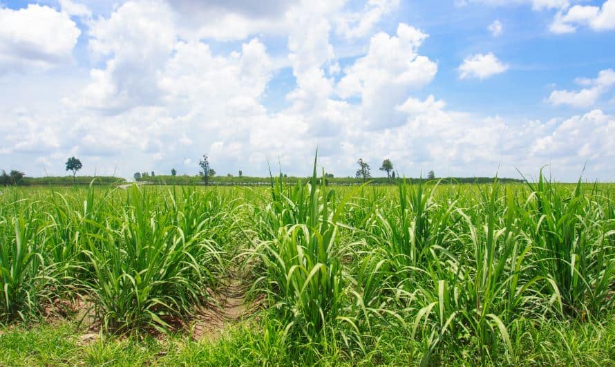 गन्ने की खेती कैसे शुरू करे How To Start Sugarcane Plantation in Hindi?