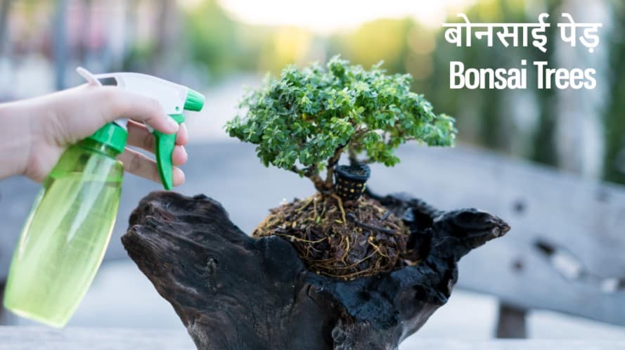 बोनसाई पेड़ क्या होते हैं? लगाने के फायदे नुकसान What are Bonsai Trees in Hindi? Its Advantages Disadvantages