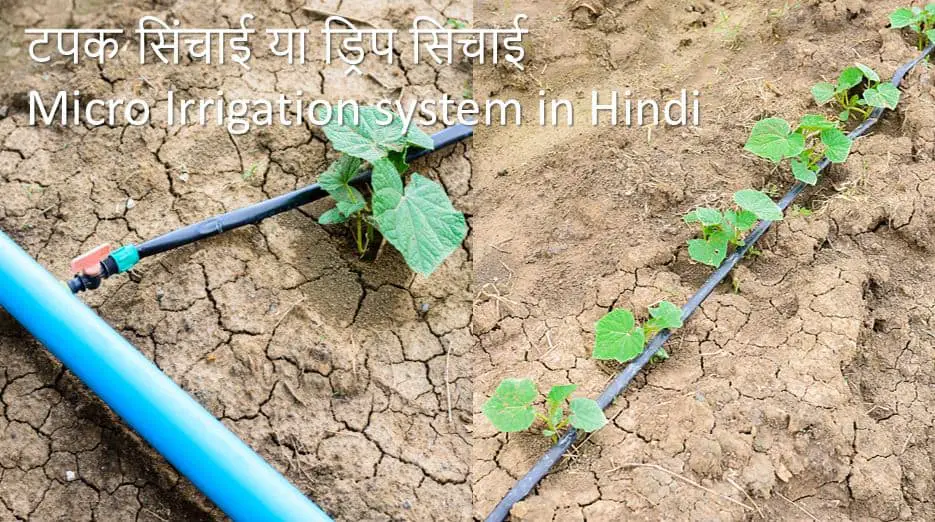 टपक सिंचाई या ड्रिप सिचाई Micro irrigation system in Hindi