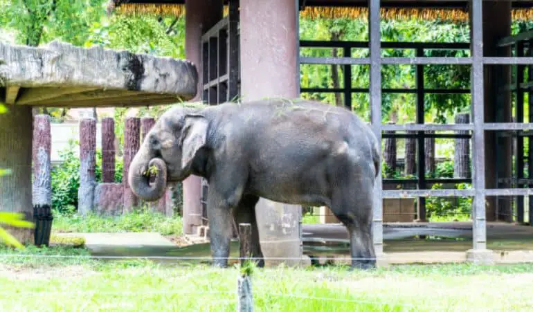 4. हाथी की रस्सी (The Elephant Rope) - Prerak Prasang