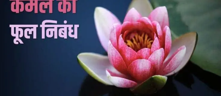 कमल का फूल निबंध Essay on Lotus Flower in Hindi