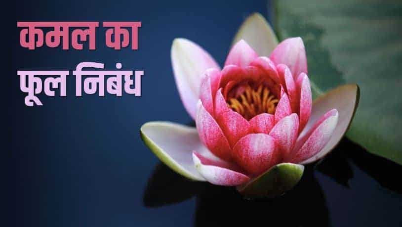 कमल का फूल निबंध Essay on Lotus Flower in Hindi