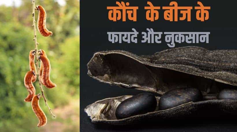 कौंच के बीज के फायदे और नुकसान Kaunch Seed Benefits & Side-effects in Hindi