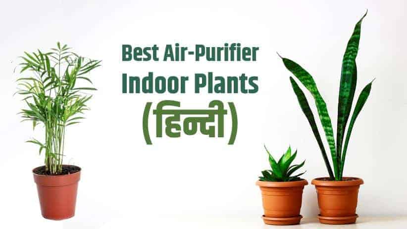 बेस्ट 10 एयर प्यूरीफायर पौधे Best Air-Purifier Indoor Plants (हिन्दी)