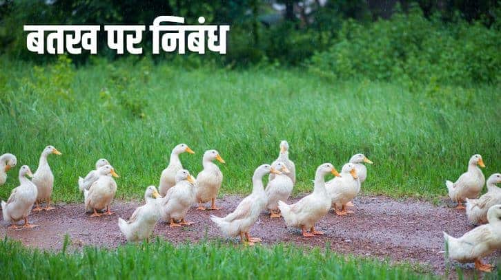 बतख पर निबंध Essay on Duck in Hindi - 1Hindi.Com