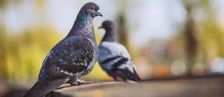 कबूतर पर निबंध Essay on Pigeon in Hindi