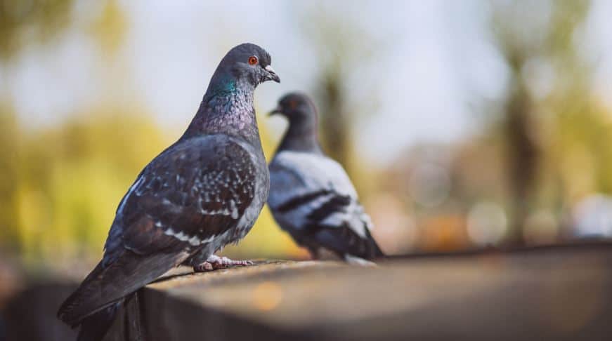 कबूतर पर निबंध Essay on Pigeon in Hindi for School Students