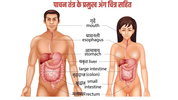 पाचन तंत्र के प्रमुख अंग चित्र सहित Human Digestive System in Hindi