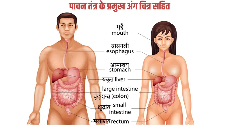 मानव पाचन तंत्र का चित्र II HUMAN DIGESTIVE SYSTEM || MANAV PAACHAN TANTRA  KA CHITRA || IN HINDI - YouTube