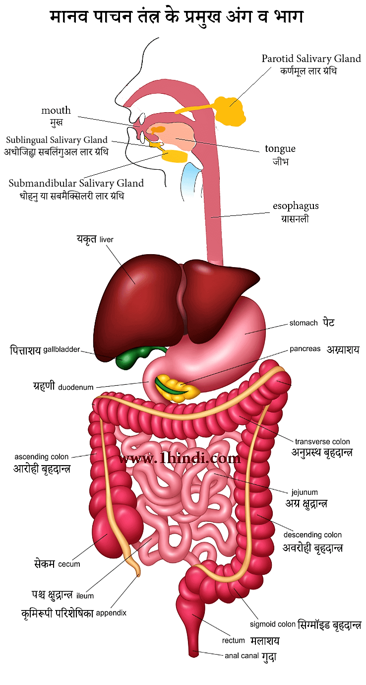 मानव पाचन तंत्र के प्रमुख अंग चित्र सहित Human Digestive System in Hindi