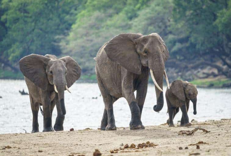 अफ्रीकी हाथी का झुंड