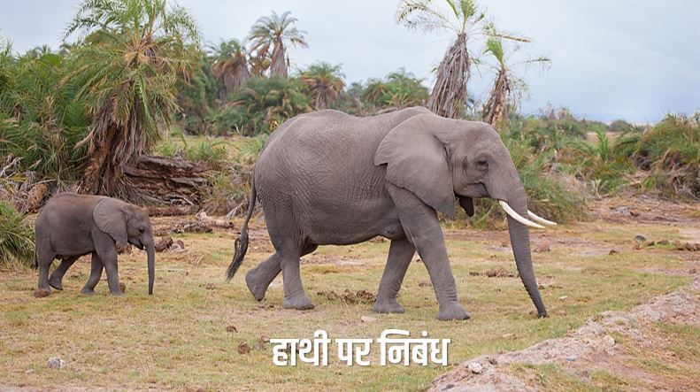 elephant simple essay in hindi