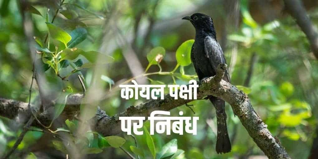 कोयल पक्षी पर निबंध (Essay on the Cuckoo Bird in Hindi)