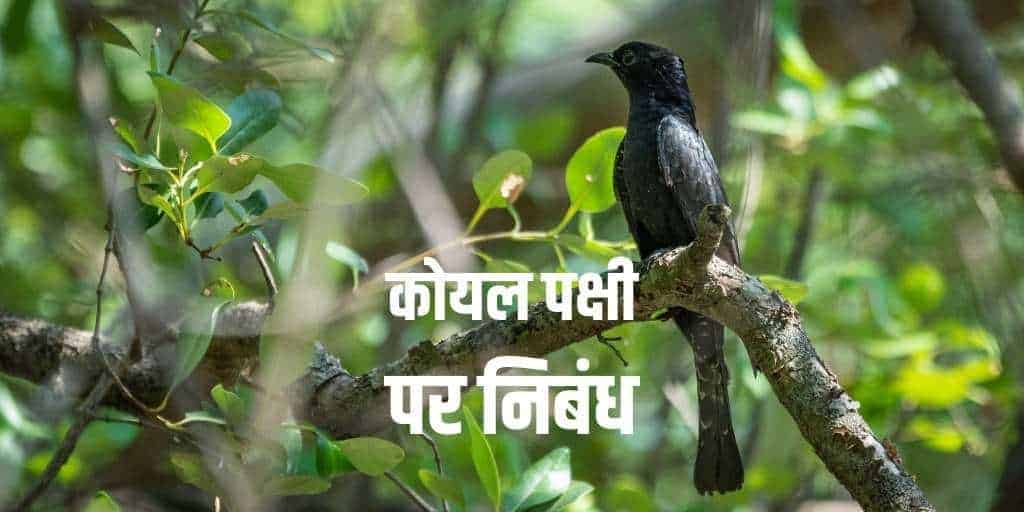 कोयल पक्षी पर निबंध (Essay on the Cuckoo Bird in Hindi)
