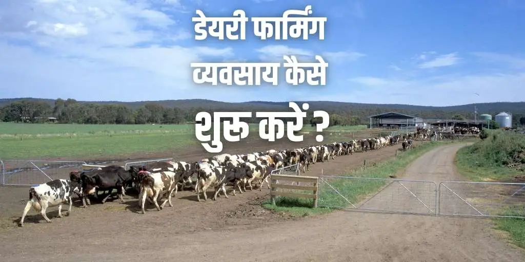 डेयरी फार्मिंग व्यवसाय कैसे शुरू करें? How to Start Dairy Farming Business in Hindi?