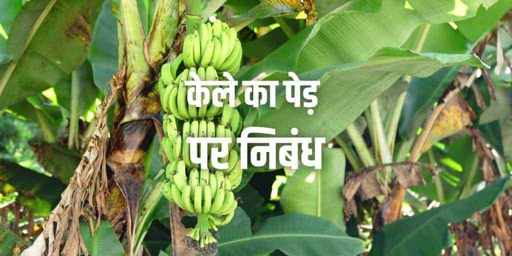 केले का पेड़ पर निबंध Essay on Banana Tree in Hindi