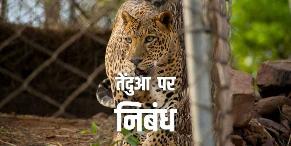 तेंदुआ पर निबंध Essay on Leopard in Hindi (1000+ Words)