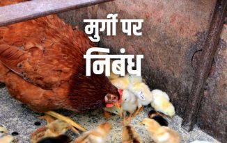 मुर्गी पर निबंध (पूरी जानकारी) Essay on Hen in Hindi