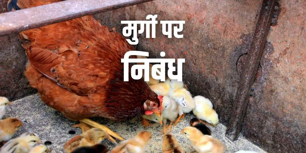 मुर्गी पर निबंध (पूरी जानकारी) Essay on Hen in Hindi