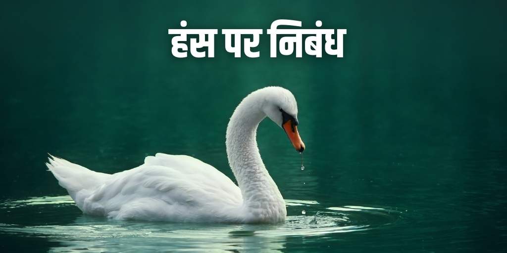 हंस पर निबंध Essays on Swan in Hindi